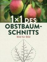 1 x 1 des Obstbaumschnitts